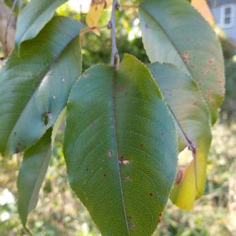 Prunus Serontina leaf